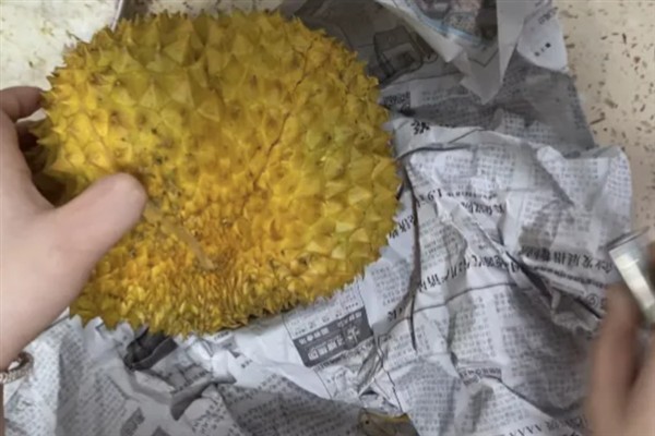 榴莲的催熟方法，与成熟的香蕉等水果放在纸箱中能起到催熟效果
