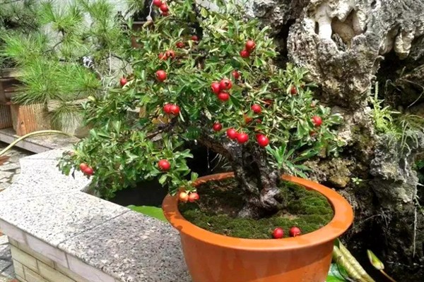 山楂能在家里种吗，可以在家里种