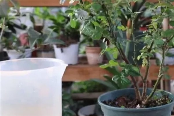 山楂能在家里种吗，可以在家里种
