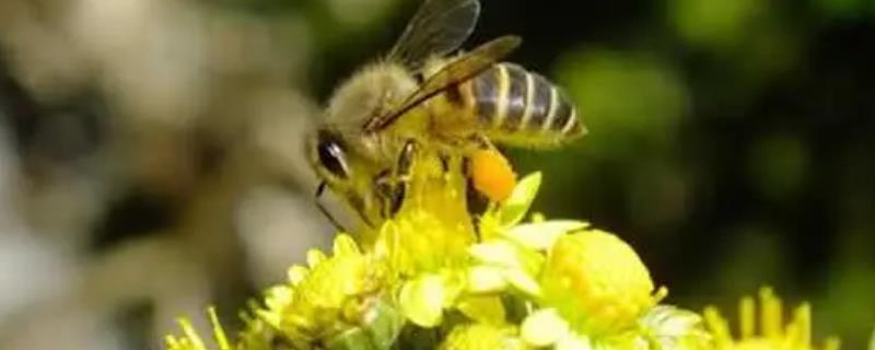 中蜂爬蜂病的病因,传染性的是由麻痹病毒引起的