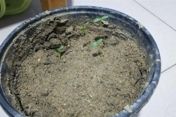山楂能在家里种吗，可以在家里种