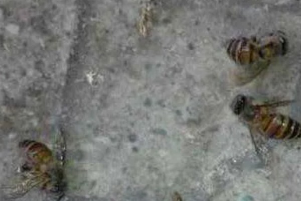 中蜂爬蜂病的病因，传染性的是由麻痹病毒引起的