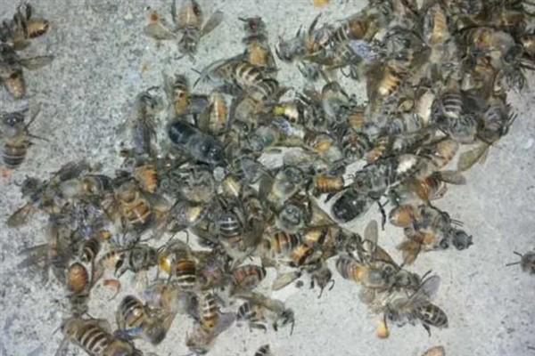 中蜂爬蜂病的病因，传染性的是由麻痹病毒引起的