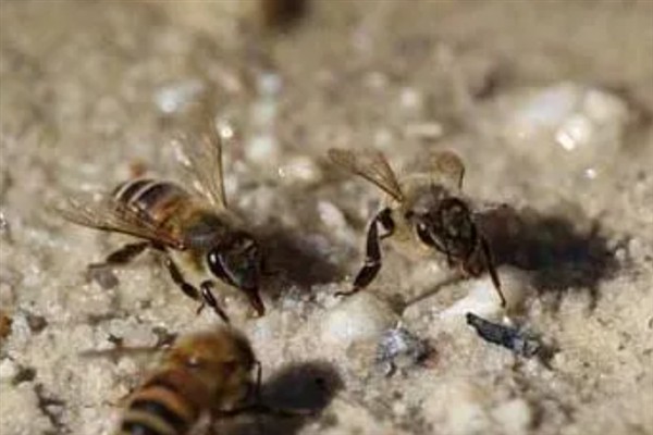 中蜂爬蜂病的病因，传染性的是由麻痹病毒引起的