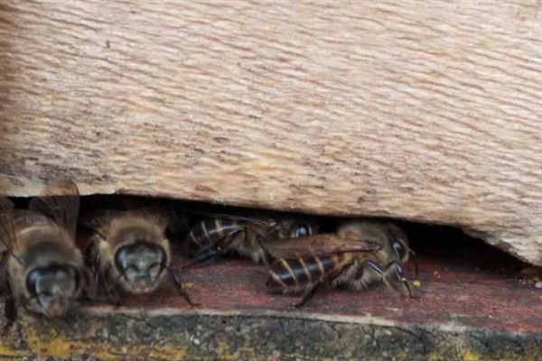 中蜂爬蜂病的病因，传染性的是由麻痹病毒引起的