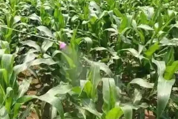 玉米控旺药怎么打，可喷打赤霉素