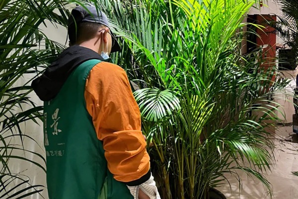 冬季怎么养殖散尾葵，只需每隔3-4周浇一次水