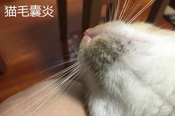 只晒太阳能不能治疗猫癣，除了晒太阳外还应该补充营养