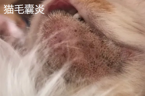 只晒太阳能不能治疗猫癣，除了晒太阳外还应该补充营养