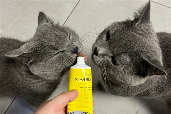 只晒太阳能不能治疗猫癣，除了晒太阳外还应该补充营养