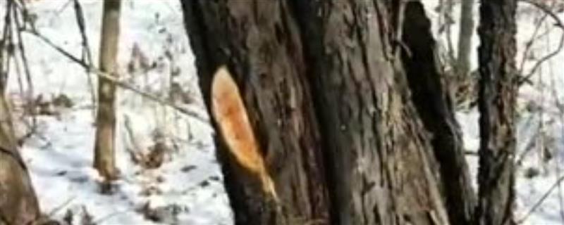火琉璃在东北叫什么，叫老鸹眼树