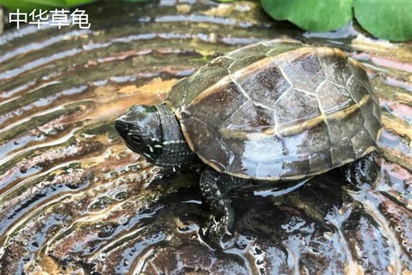 养乌龟的风水作用，能够化解和驱逐煞气