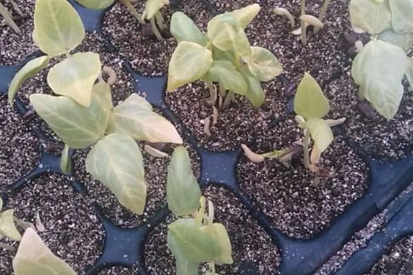大棚蔬菜的育苗方法，忌用菜园土