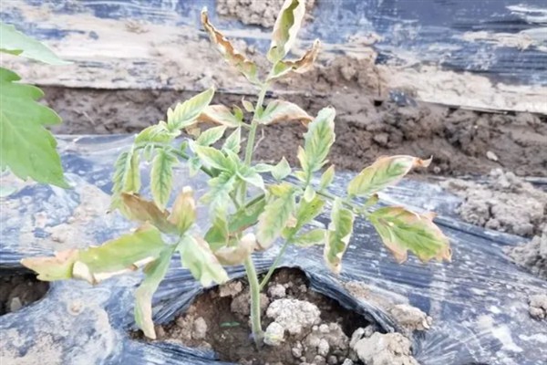 大棚蔬菜的育苗方法，忌用菜园土