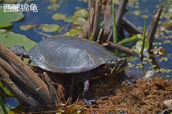养乌龟的风水作用，能够化解和驱逐煞气