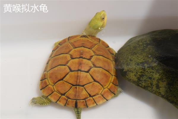 养乌龟的风水作用，能够化解和驱逐煞气