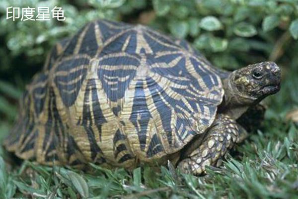 养乌龟的风水作用，能够化解和驱逐煞气
