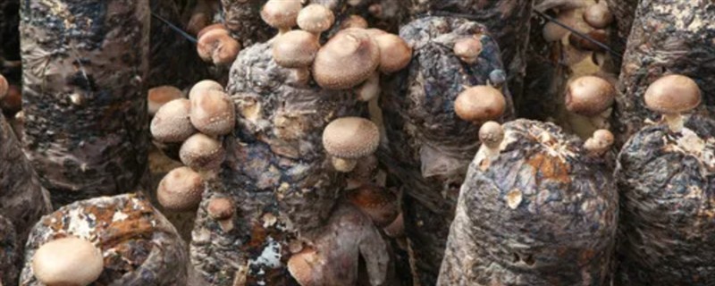 香菇的种植方法，选择产量高且抗病性良好的品种种植