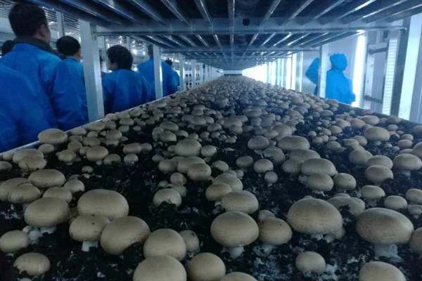 香菇的种植方法，选择产量高且抗病性良好的品种种植