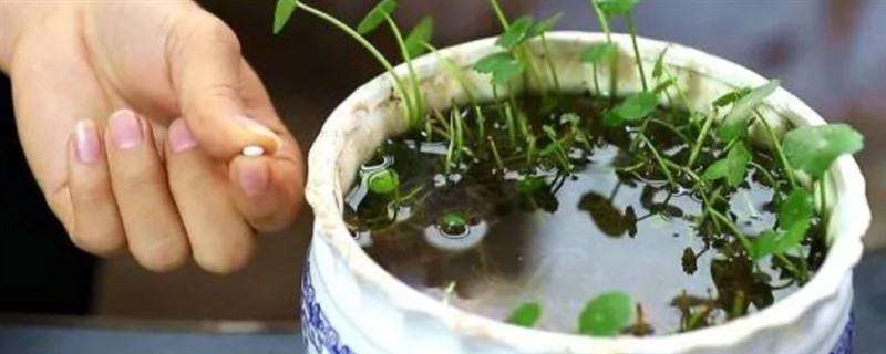 铜钱草的繁殖方法，可分株、扦插或播种繁殖