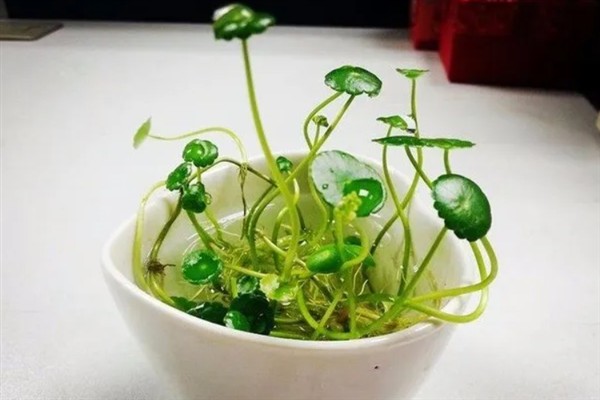 铜钱草的繁殖方法，可分株、扦插或播种繁殖