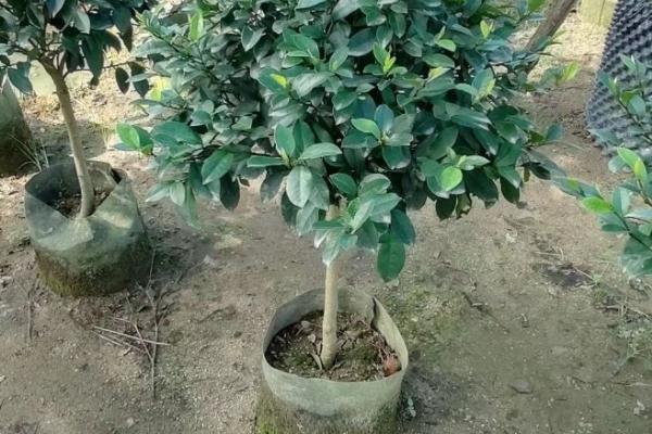 含笑叶子萎蔫如何处理，缺少阳光时将它放在有光的弱阴环境下就会恢复