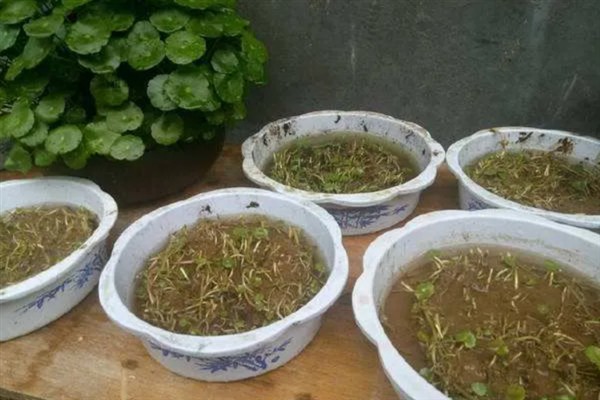 铜钱草的繁殖方法，可分株、扦插或播种繁殖