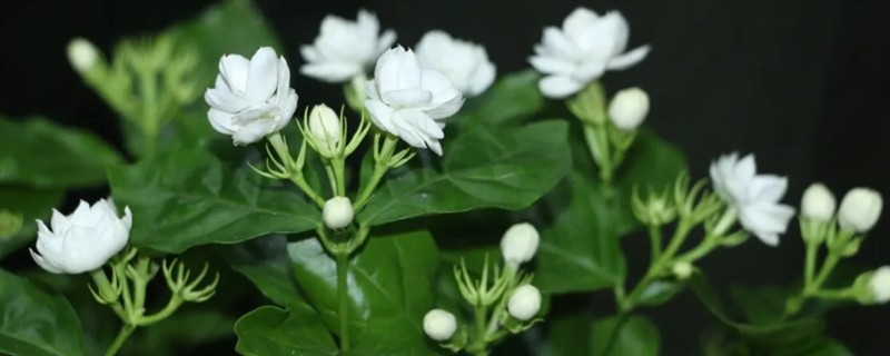 茉莉花的外观，花朵顶生一般呈白色