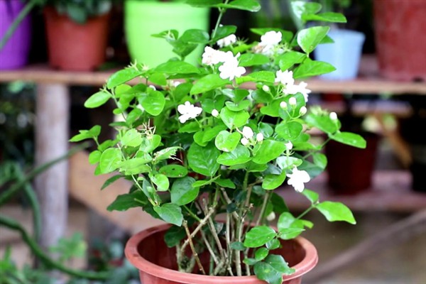 茉莉花的外观，花朵顶生一般呈白色