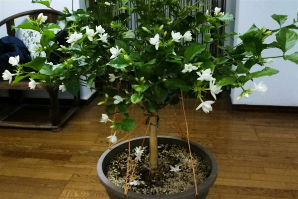 茉莉花的外观，花朵顶生一般呈白色