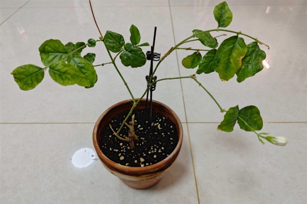 茉莉花的外观，花朵顶生一般呈白色