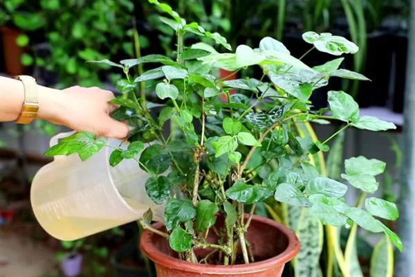 茉莉花的外观，花朵顶生一般呈白色