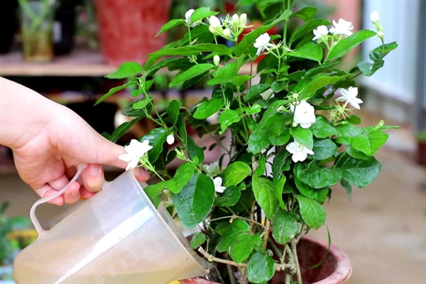 茉莉花的外观，花朵顶生一般呈白色
