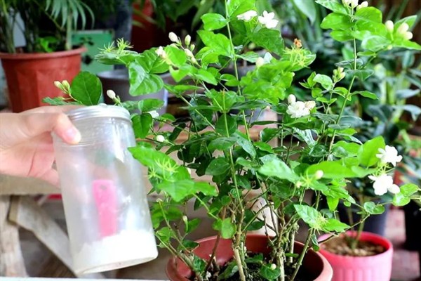 茉莉花的外观，花朵顶生一般呈白色