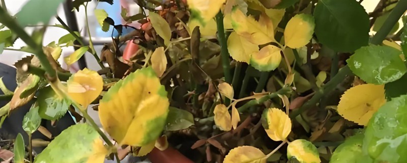 月季叶子发黄怎么处理，需要增强光照