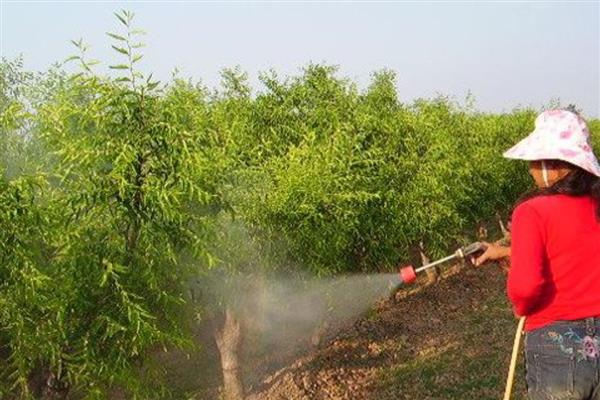 防治冬枣病虫害的方法，萌芽前喷施石硫合剂可减少初侵染来源