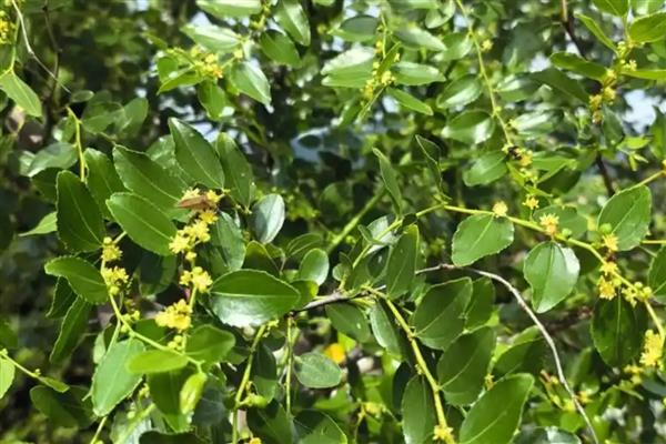 防治冬枣病虫害的方法，萌芽前喷施石硫合剂可减少初侵染来源