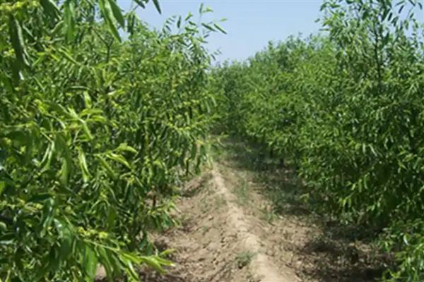 防治冬枣病虫害的方法，萌芽前喷施石硫合剂可减少初侵染来源
