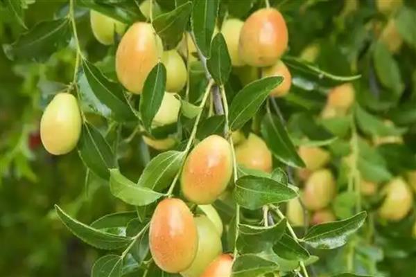 防治冬枣病虫害的方法，萌芽前喷施石硫合剂可减少初侵染来源