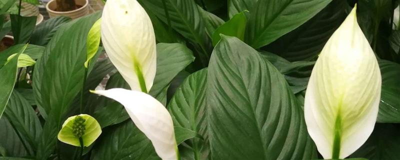 哪些植物比较好养，常见白掌、仙人掌等品种