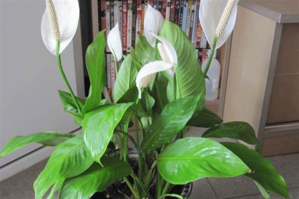 哪些植物比较好养，常见白掌、仙人掌等品种