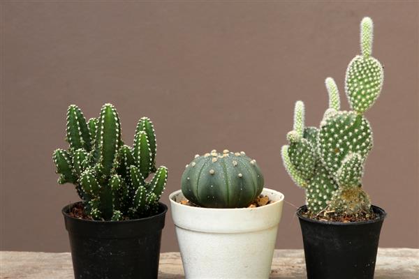 哪些植物比较好养，常见白掌、仙人掌等品种