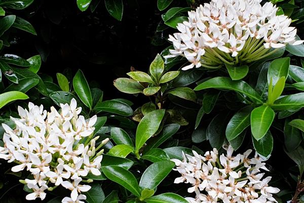 哪些植物比较好养，常见白掌、仙人掌等品种