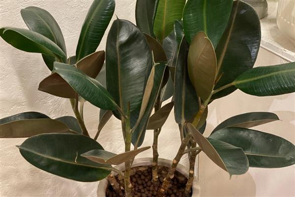 哪些植物比较好养，常见白掌、仙人掌等品种