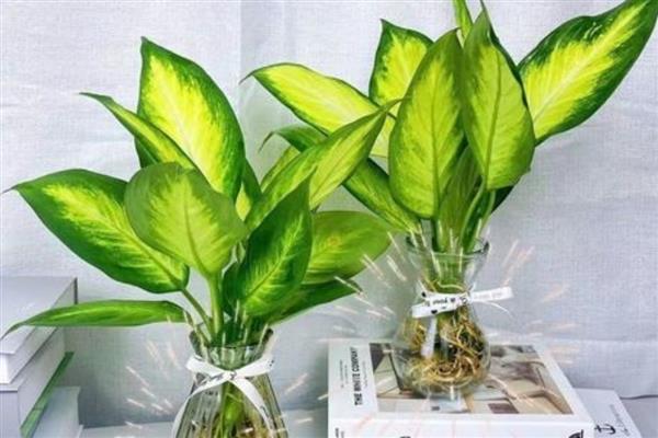 哪些植物比较好养，常见白掌、仙人掌等品种