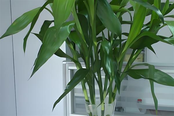 哪些植物比较好养，常见白掌、仙人掌等品种