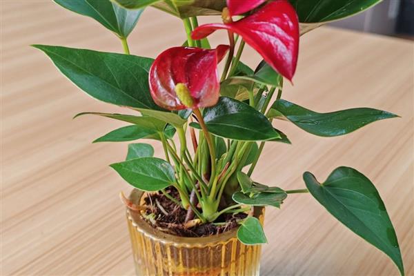 哪些植物比较好养，常见白掌、仙人掌等品种