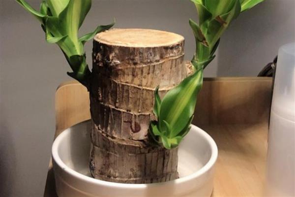 哪些植物比较好养，常见白掌、仙人掌等品种