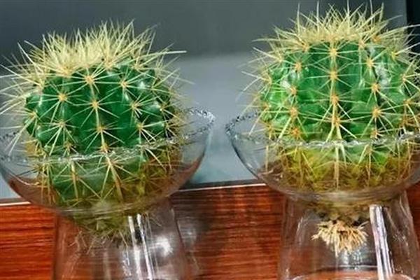 哪些植物比较好养，常见白掌、仙人掌等品种