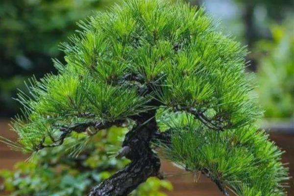 松树在风水学上的好处，能招来贵人运